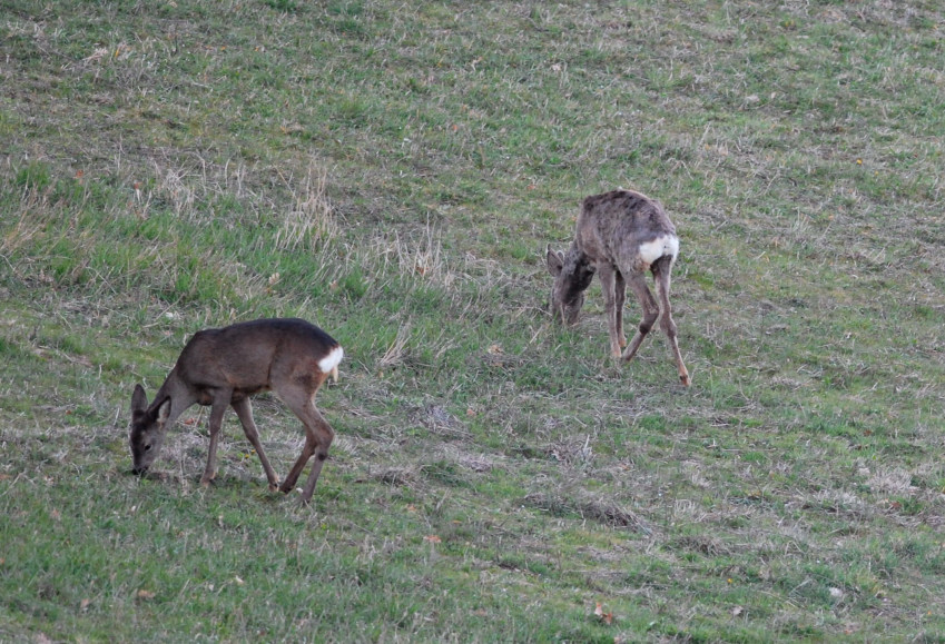 Il Capriolo